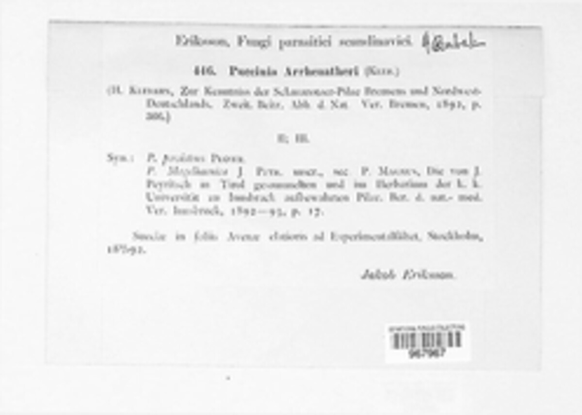 Puccinia arrhenatheri image